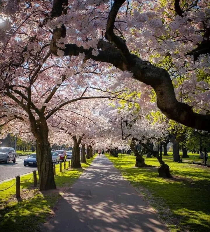 Park view on Hagley Park