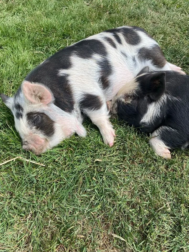 Pet-Friendly Cozy Sleepout with Scenic Views