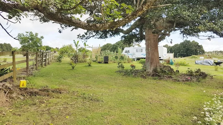 "Pigeons Rest" a resting for the native Kereru