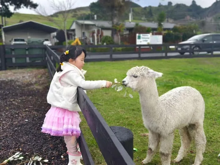 Wake Up to Alpacas · Studio at Hideaway of Rotorua